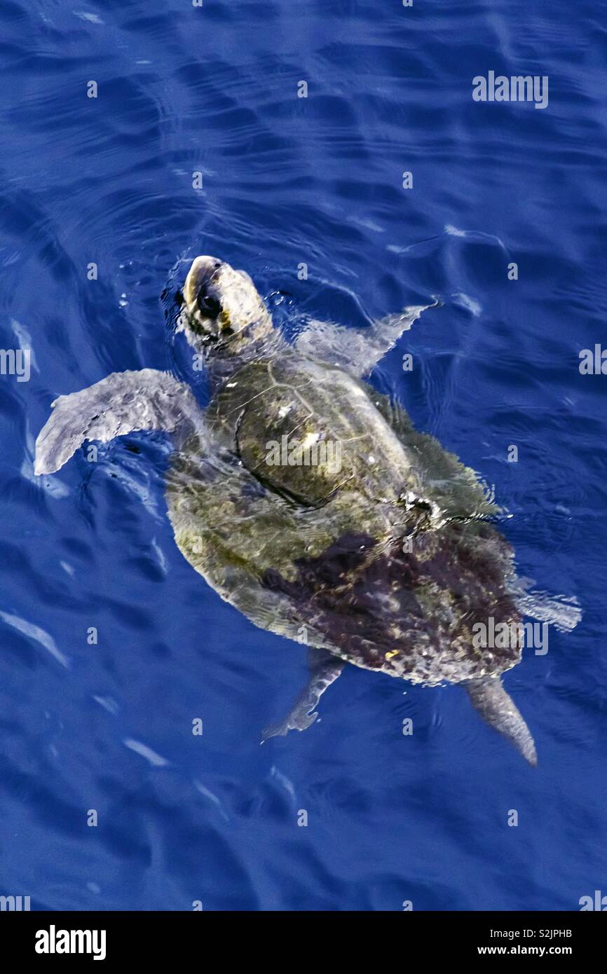 Meeresschildkröte schwimmen im Meer Wasser Oberfläche Stockfoto