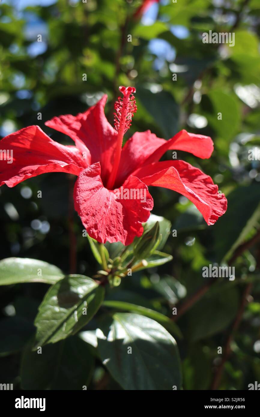 Rote Blüte im Frühjahr blühen Stockfoto