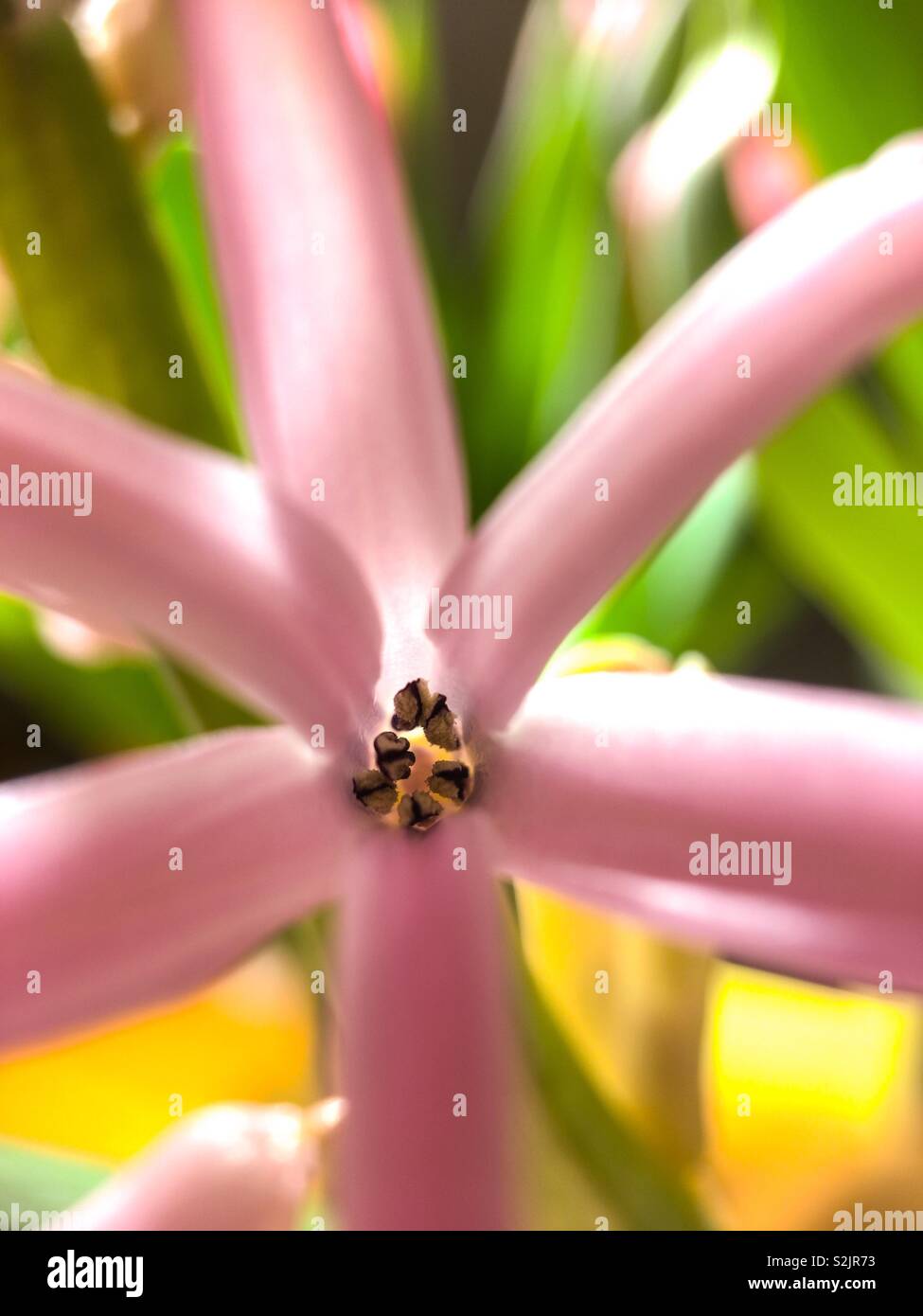 Eine Hyazinthe und es Blütenblätter en pistils aus der Nähe. Stockfoto