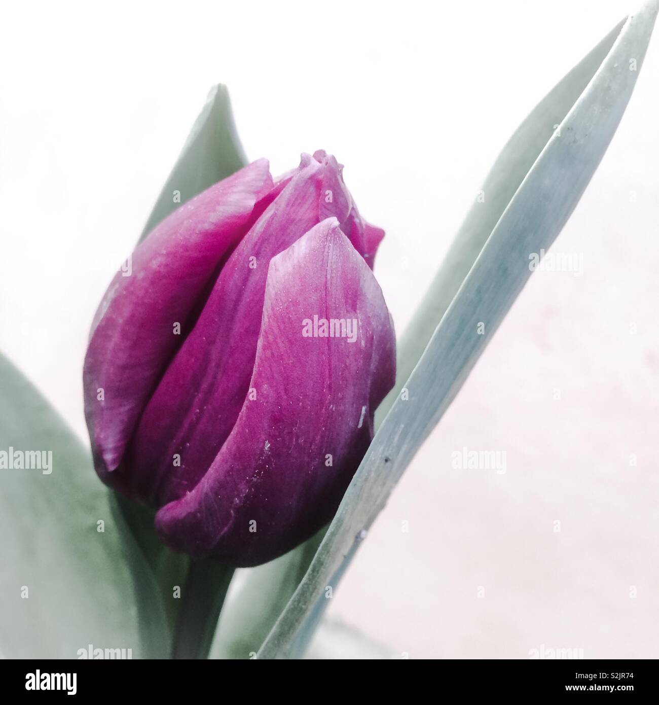 Lila Tulpe - Smartphone-aufgenommenes Stockfoto