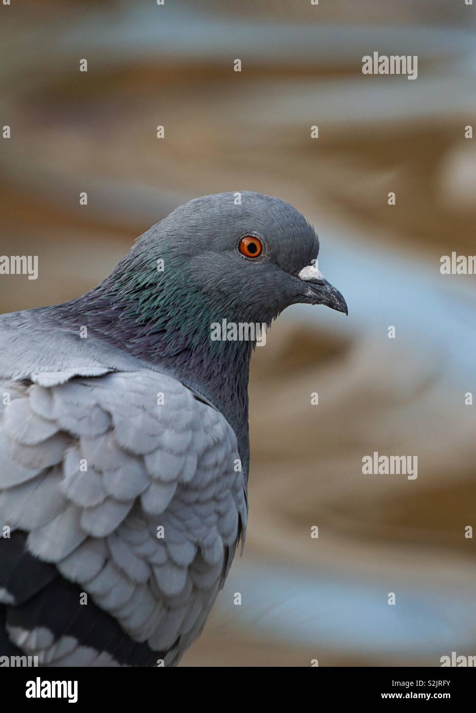 Taube Vogel im Park Stockfoto