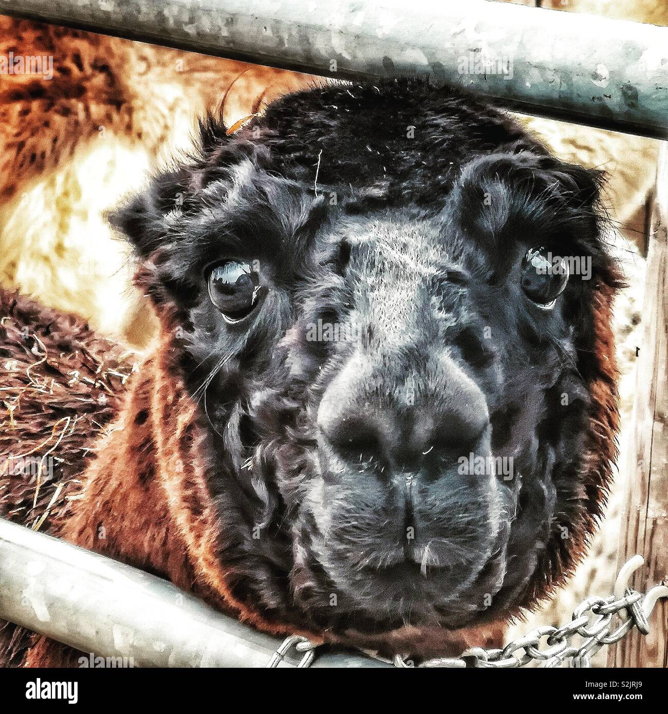 Starrte llama Gesicht - Smartphone-aufgenommenes Stockfoto