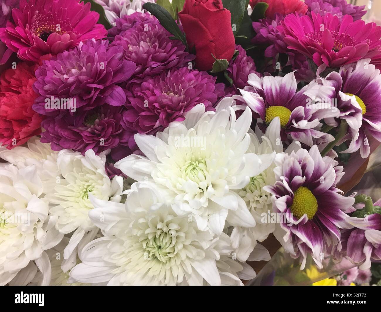 Chrysantheme und Daisy cut flower bouquet Stockfoto