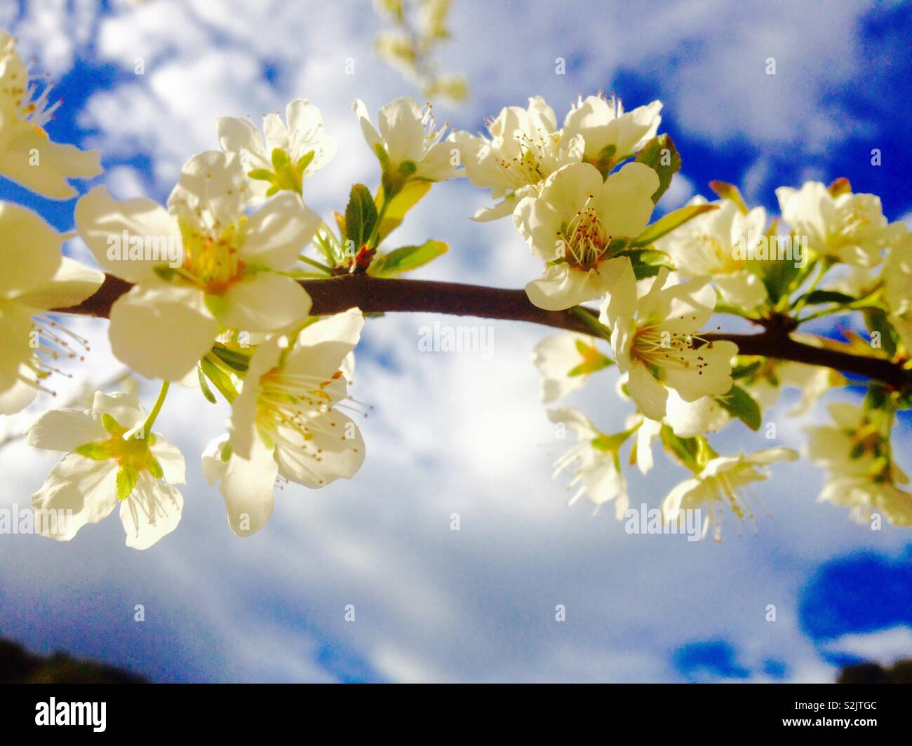 Pflaume (Prunus domestica) Blumen closeup Stockfoto