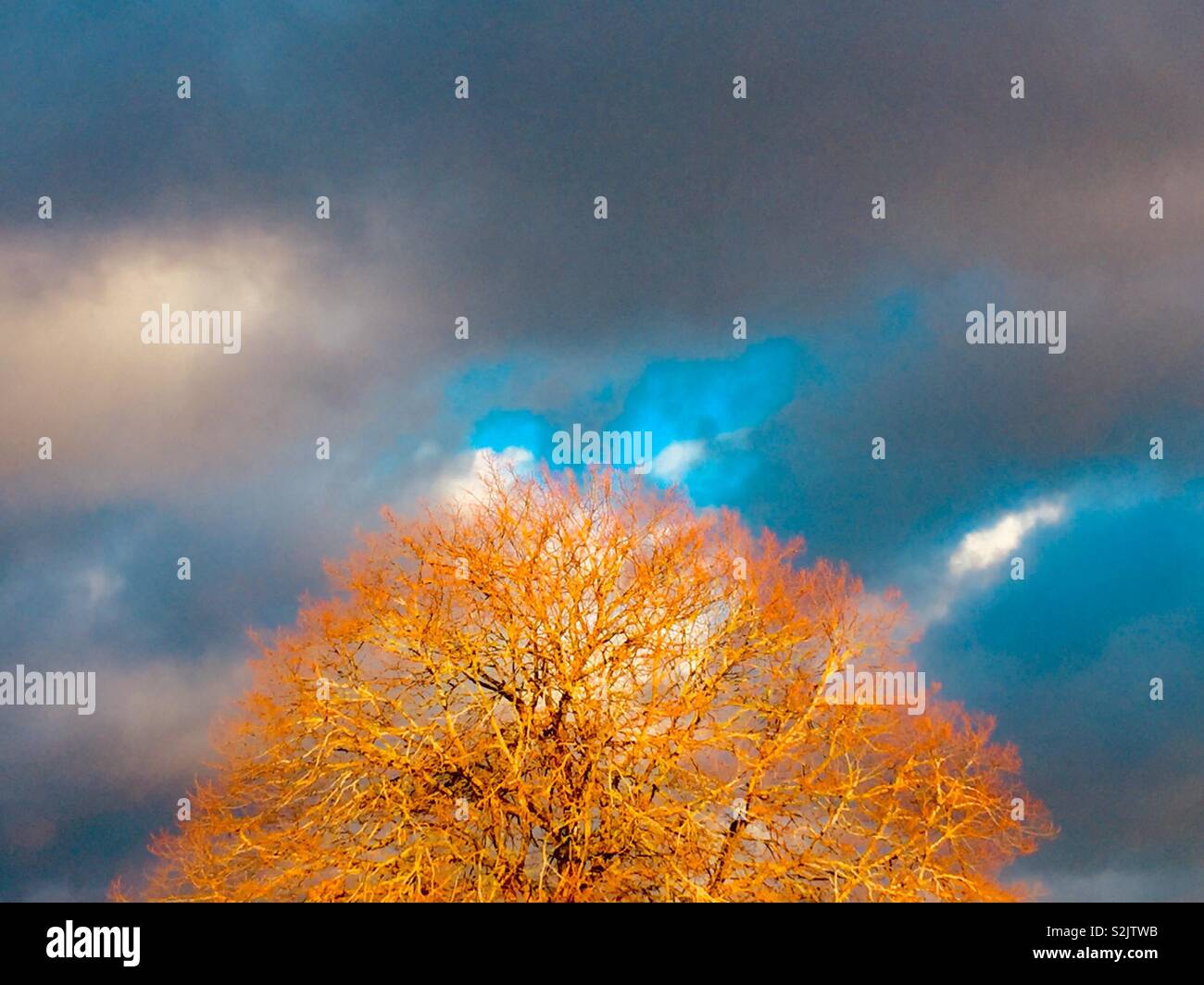 Ein Baum, der die Feder Abendsonne erleuchtet - Smartphone-aufgenommenes Stockfoto