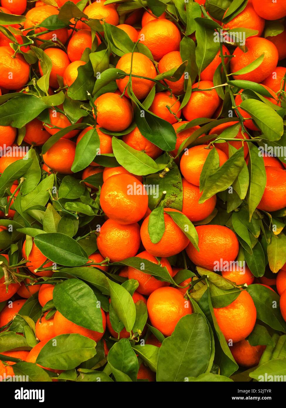 Schöne bunte Orchard frische Orangen mit ihrer Blätter und Stängel noch auf dem Display und zum Verkauf an die lokale Anbieter produzieren. Stockfoto