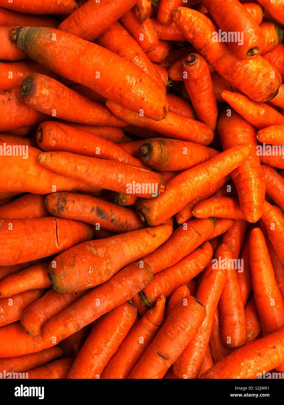 Viele frische Karotten gestapelt hoch, auf dem Bildschirm und zum Verkauf an die lokale Anbieter produzieren. Stockfoto