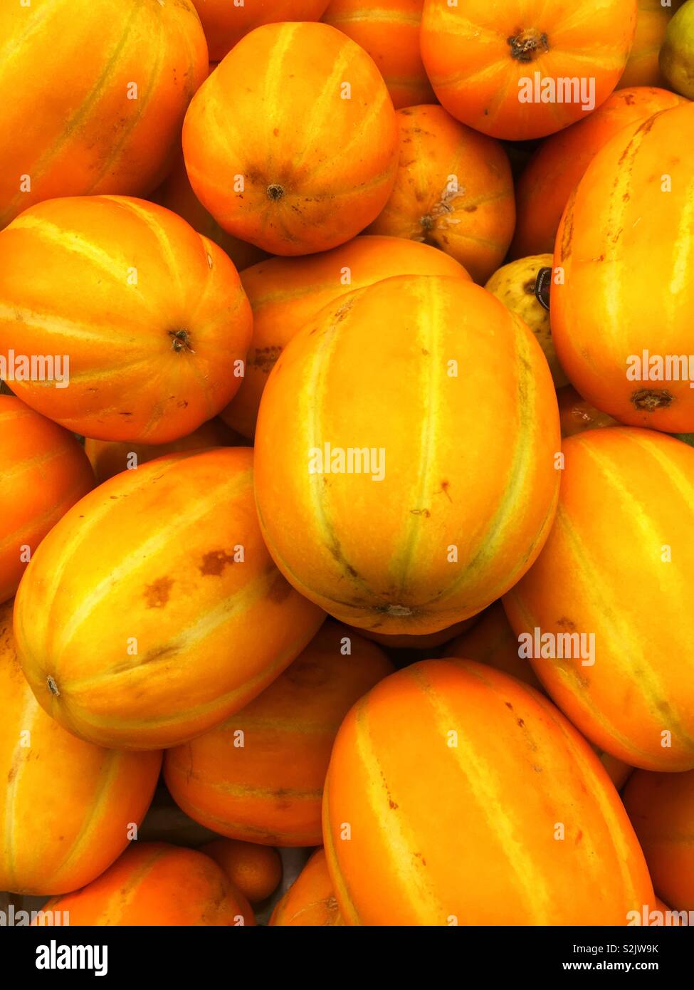 Super frischen orange und gelb gestreifte Koreanischen Honig Melonen hoch und für den Verkauf auf dem lokalen Markt produzieren. Stockfoto