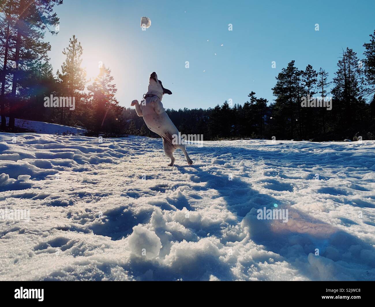 Hund im Freien spielen über schneeball an einem sonnigen Wintertag zu fangen Stockfoto