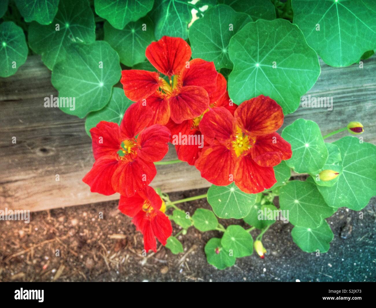 Red nasturtiums im Garten - Smartphone-aufgenommenes Stockfoto