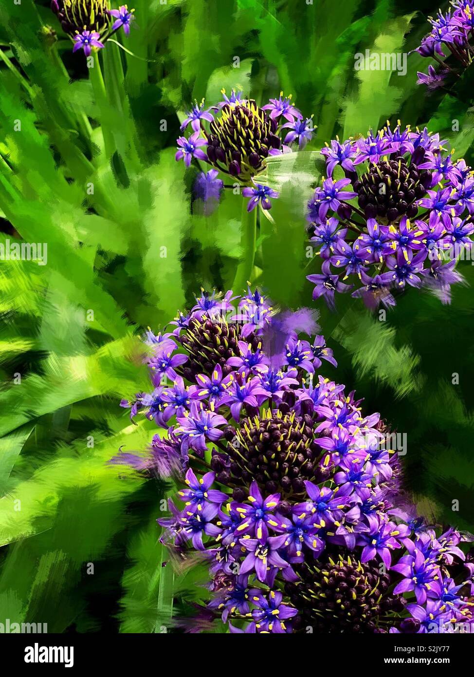 Lila Agapanthus Africanus Hoffmgg 紫色的百子蓮 別名是綠花君子蘭 Stockfotografie Alamy