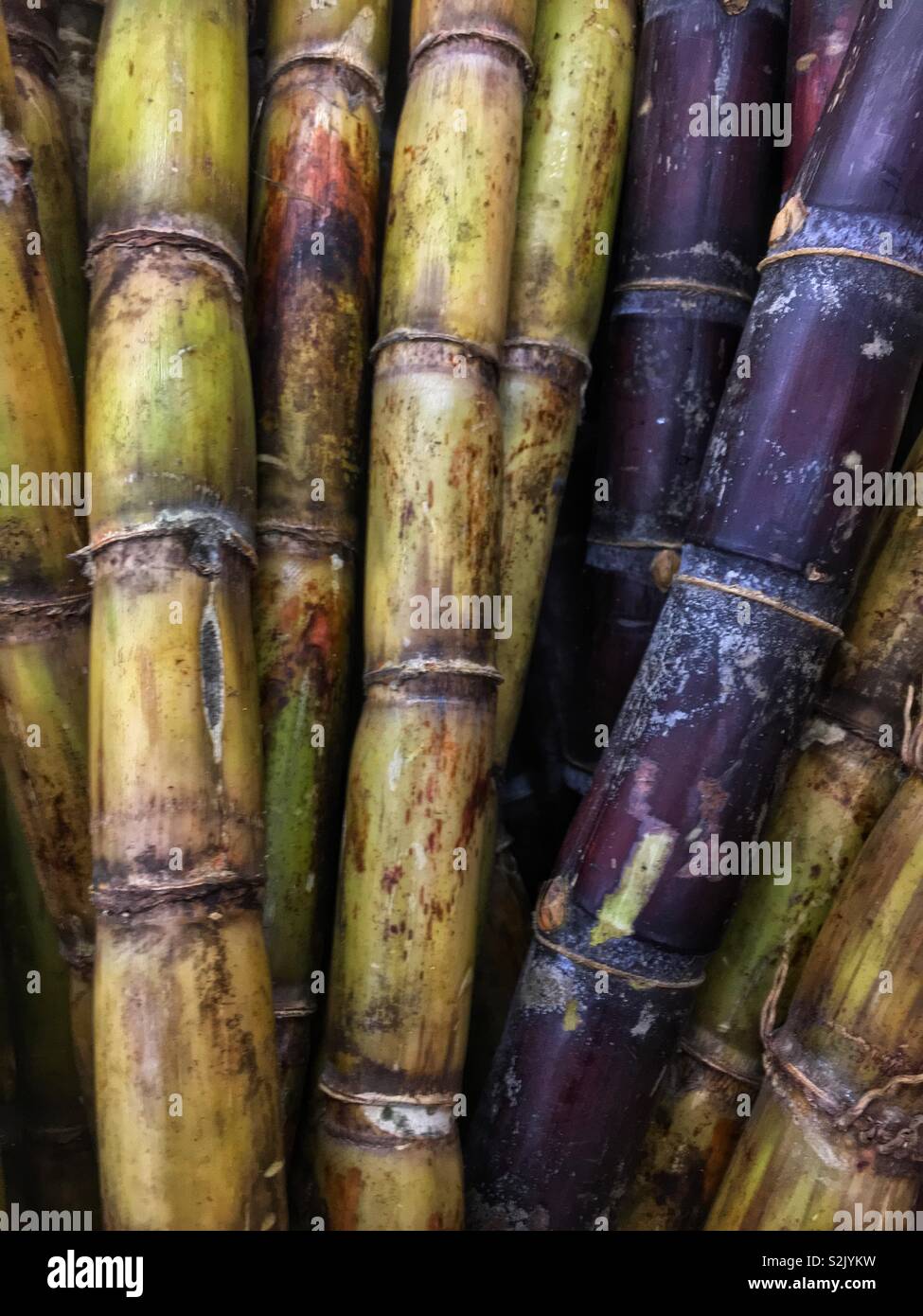 Frisches Bambus Halme auf dem Display und zum Verkauf an die lokale Anbieter produzieren. Stockfoto