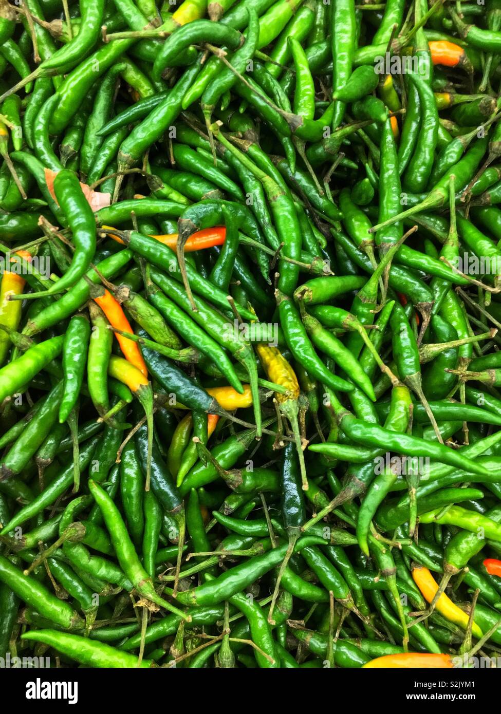 Frische grüne Thai Paprika gestapelt in einem Fach auf der Anzeige und zum Verkauf an die lokale Anbieter produzieren. Stockfoto