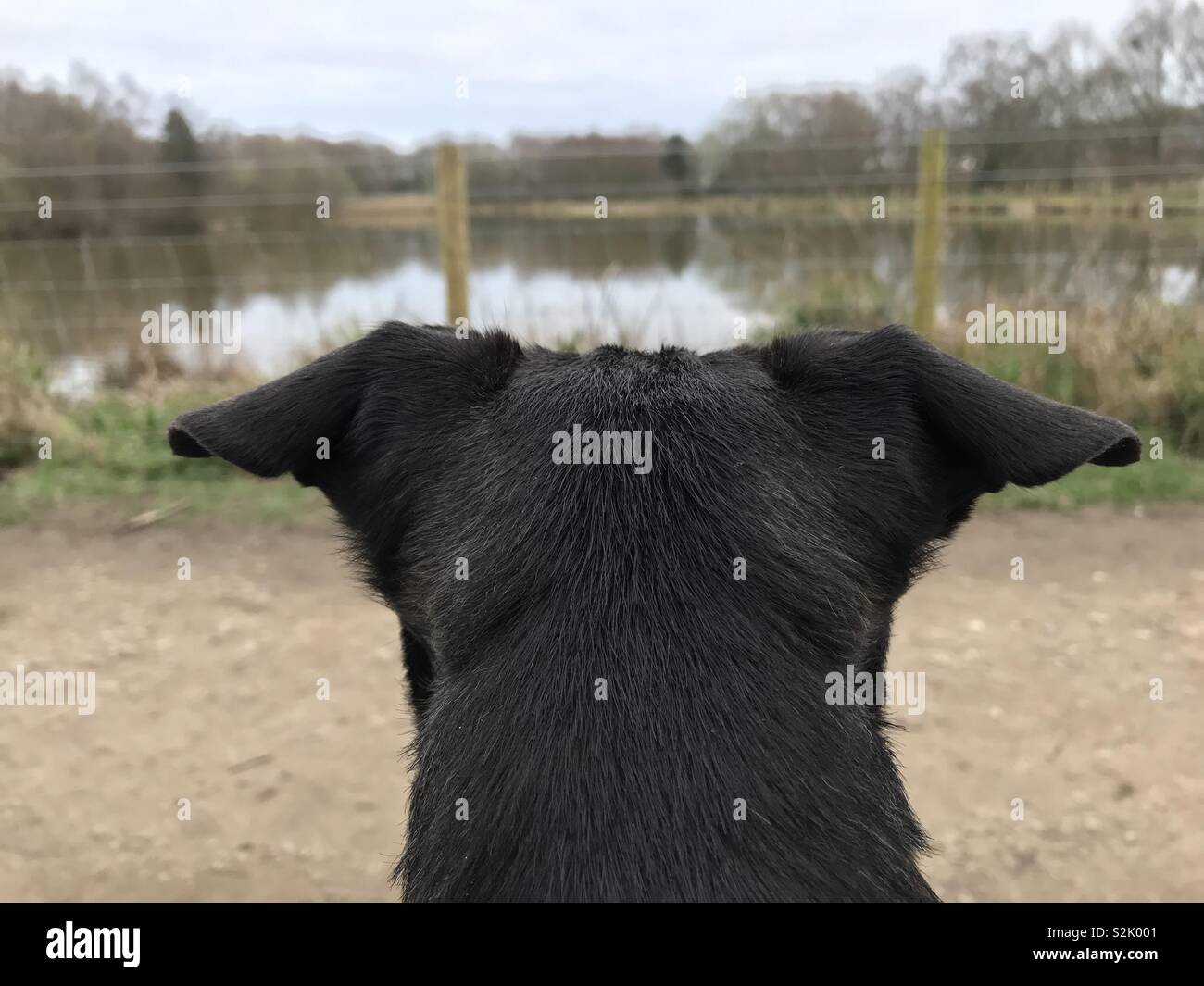 Ein schwarzer Hund ist mit Blick auf den See. Stockfoto