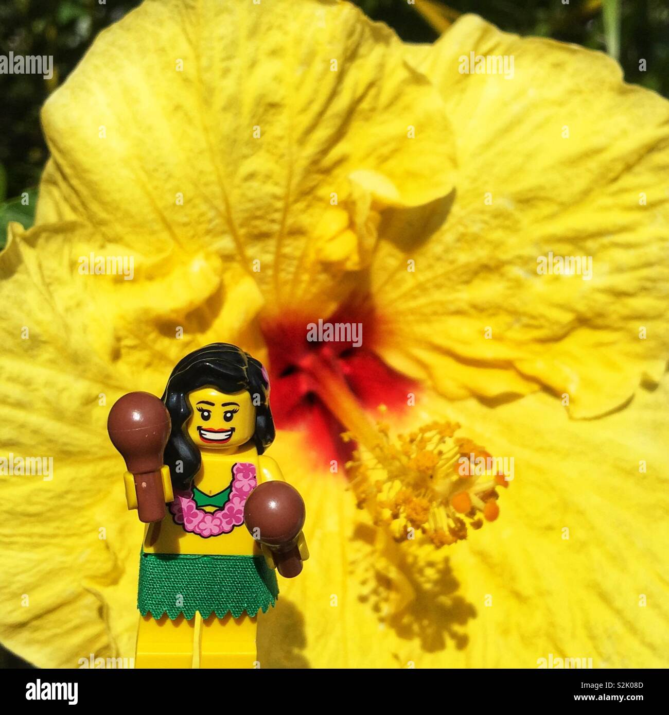 Ein LEGO Hula-tänzerin mini Figur vor einer gelben Hibiskus Blume in Hawaii Stockfoto