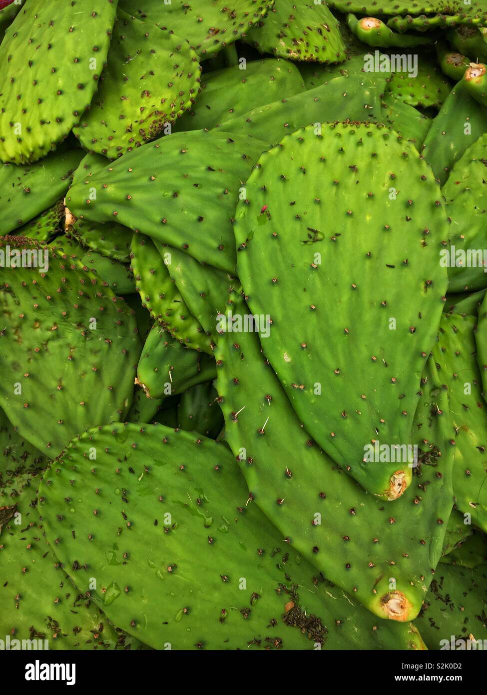 Full Frame von frischen Reifen grün impales Cactus Blätter auf dem Display und zum Verkauf an die lokale Anbieter produzieren. Stockfoto