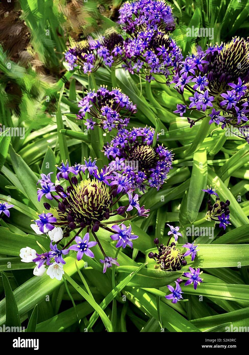 Lila Agapanthus Africanus Hoffmgg 紫色的百子蓮 別名是綠花君子蘭 Stockfotografie Alamy