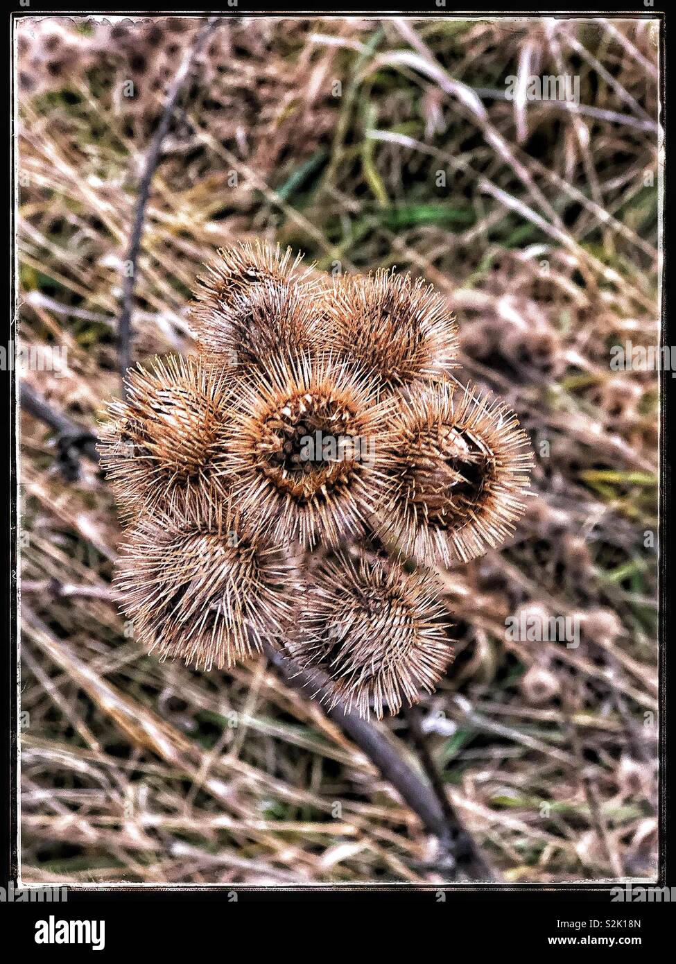 Cluster von Grate in Keimruhe Stockfoto