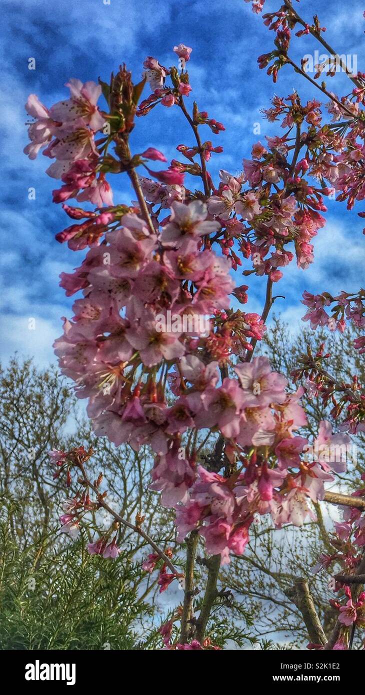 Cherry Blossom, Prunus Gattung. Stockfoto