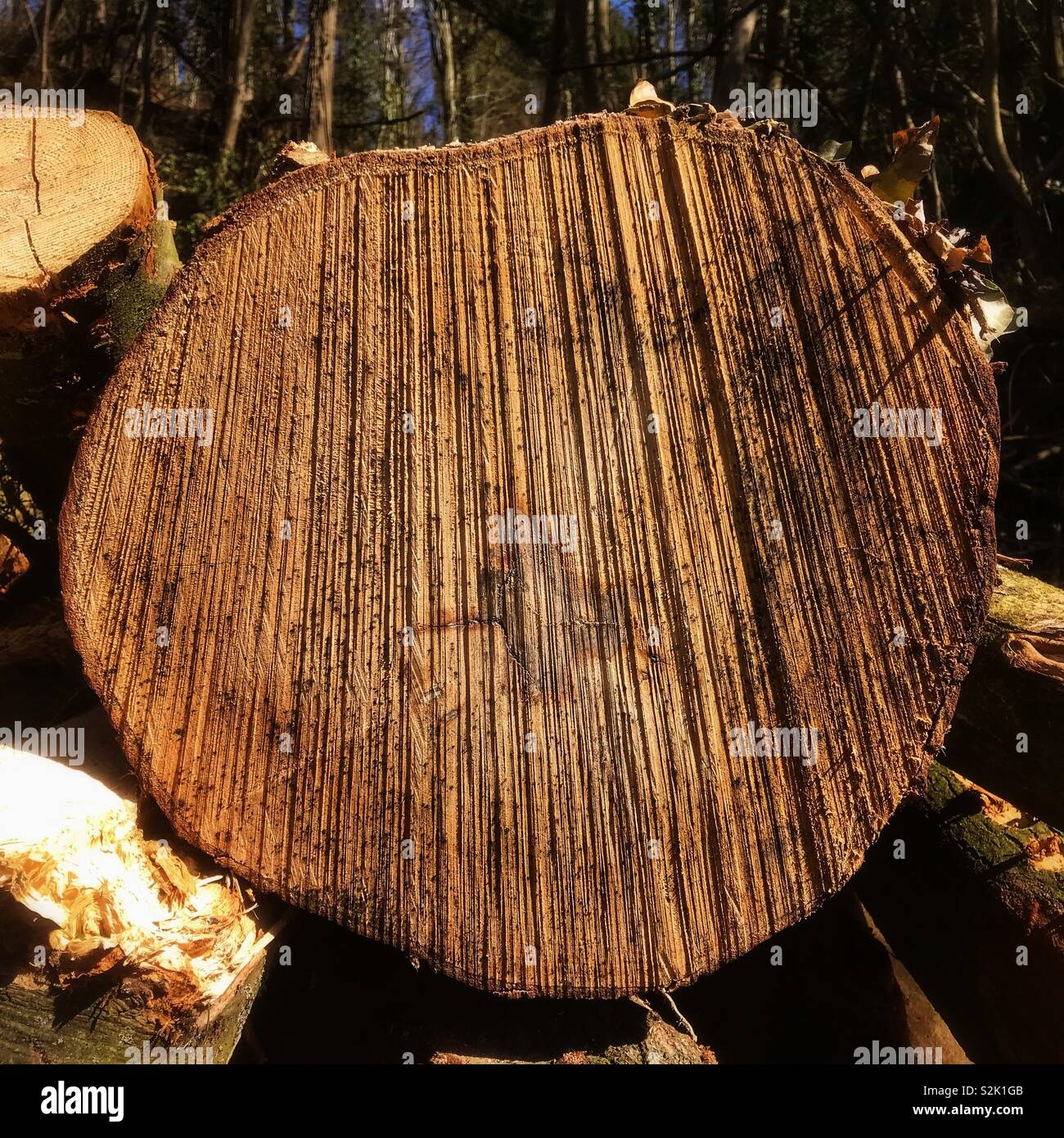 Holz Baumstamm zeigt die Schnittmarken von einer Kette Säge Stockfoto