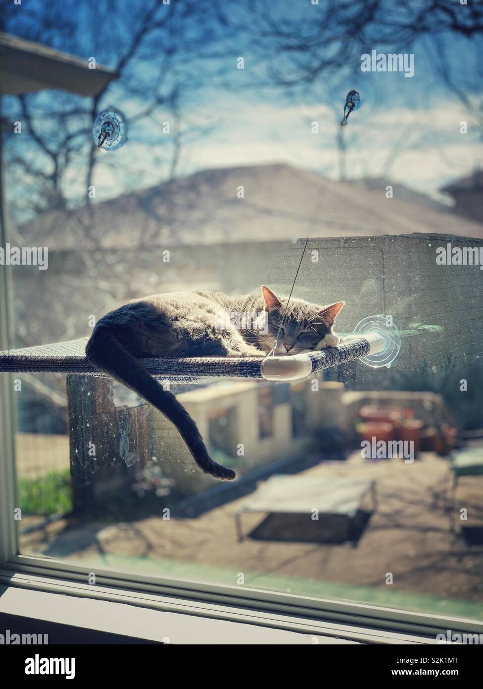 Cat Nap von einem sonnigen Fenster. Stockfoto