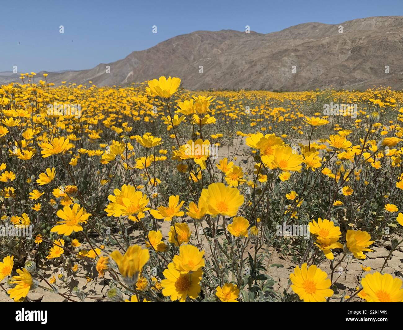 Gelbe Blumen in der Wüste Anza Borrego State Park in der Nähe von San Diego, Kalifornien. Die Blüten sind Teil der super Blüte von März 2019. Stockfoto