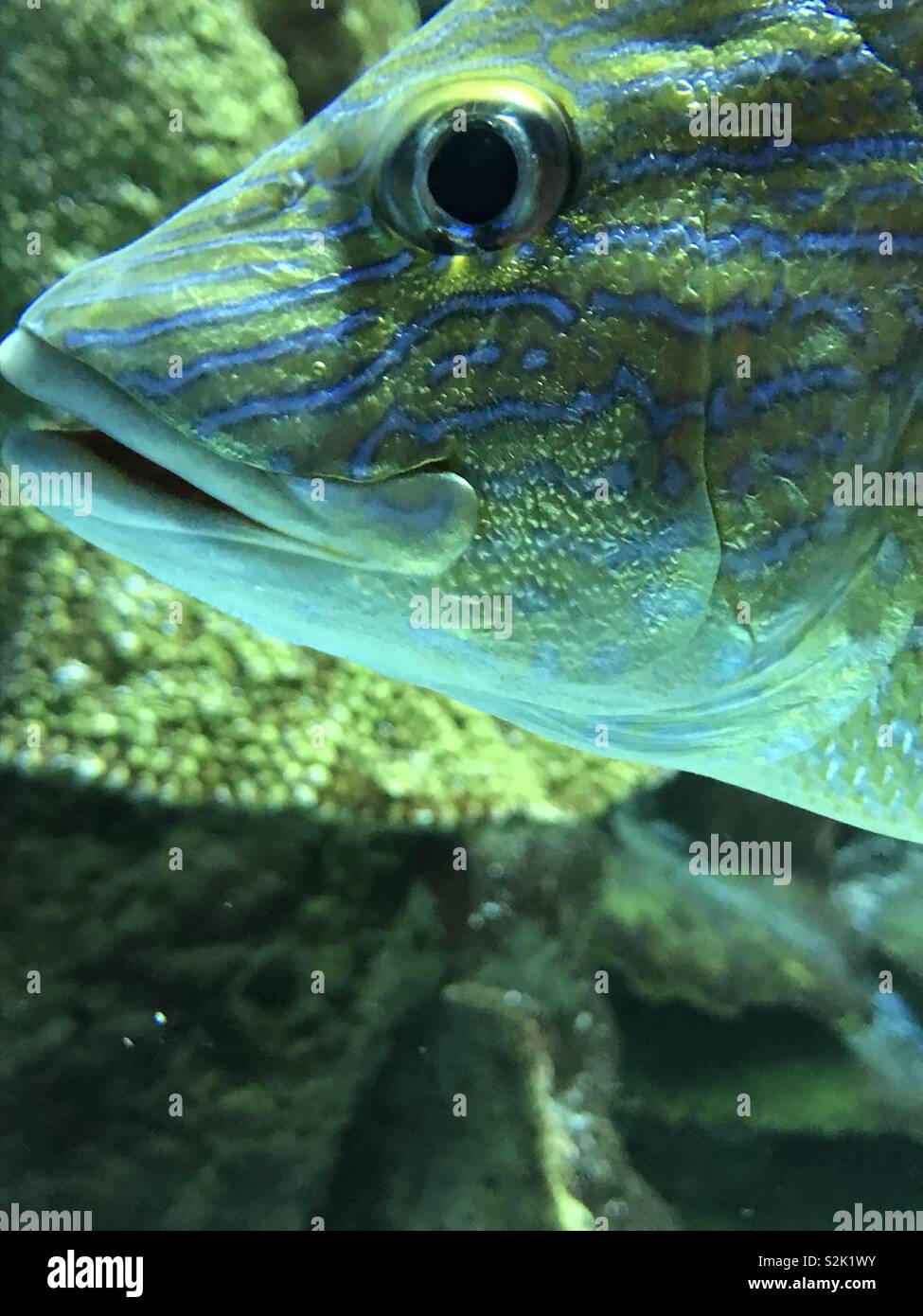 Nahaufnahme im Aquarium. Auge in Auge mit einem Fisch zu. Stockfoto