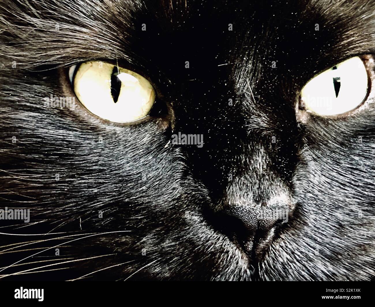 Nahaufnahme von einer schwarzen Katze Gesicht Stockfoto