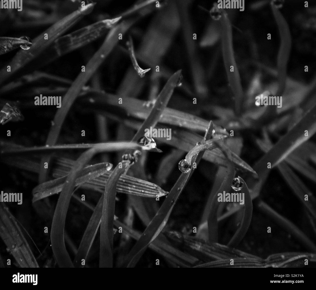 Makro Tautropfen am Morgen mal in Schwarz und Weiß Stockfoto