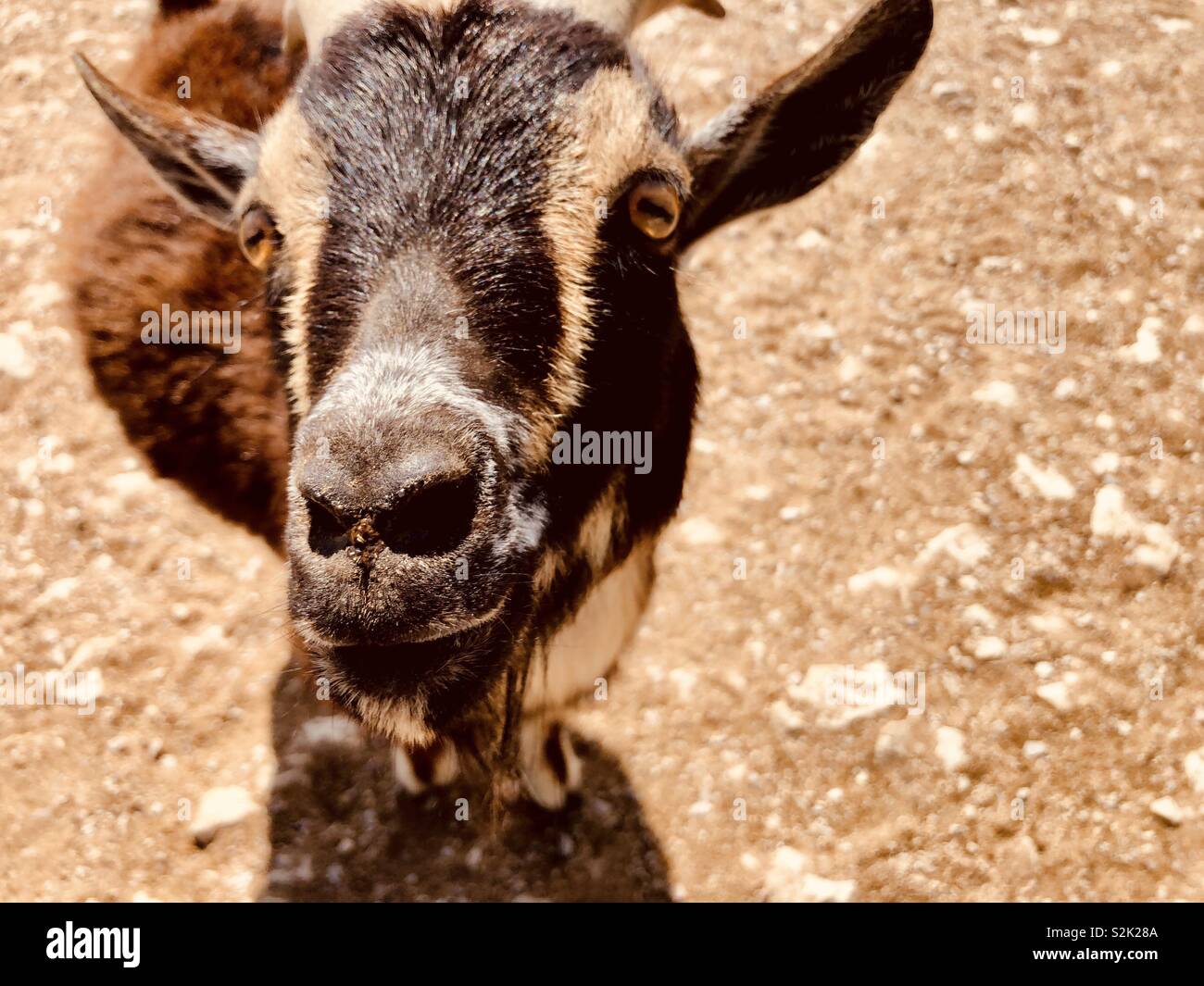 Braun Ziege an einen Streichelzoo. Platz für Kopie - Smartphone-aufgenommenes Stockfoto