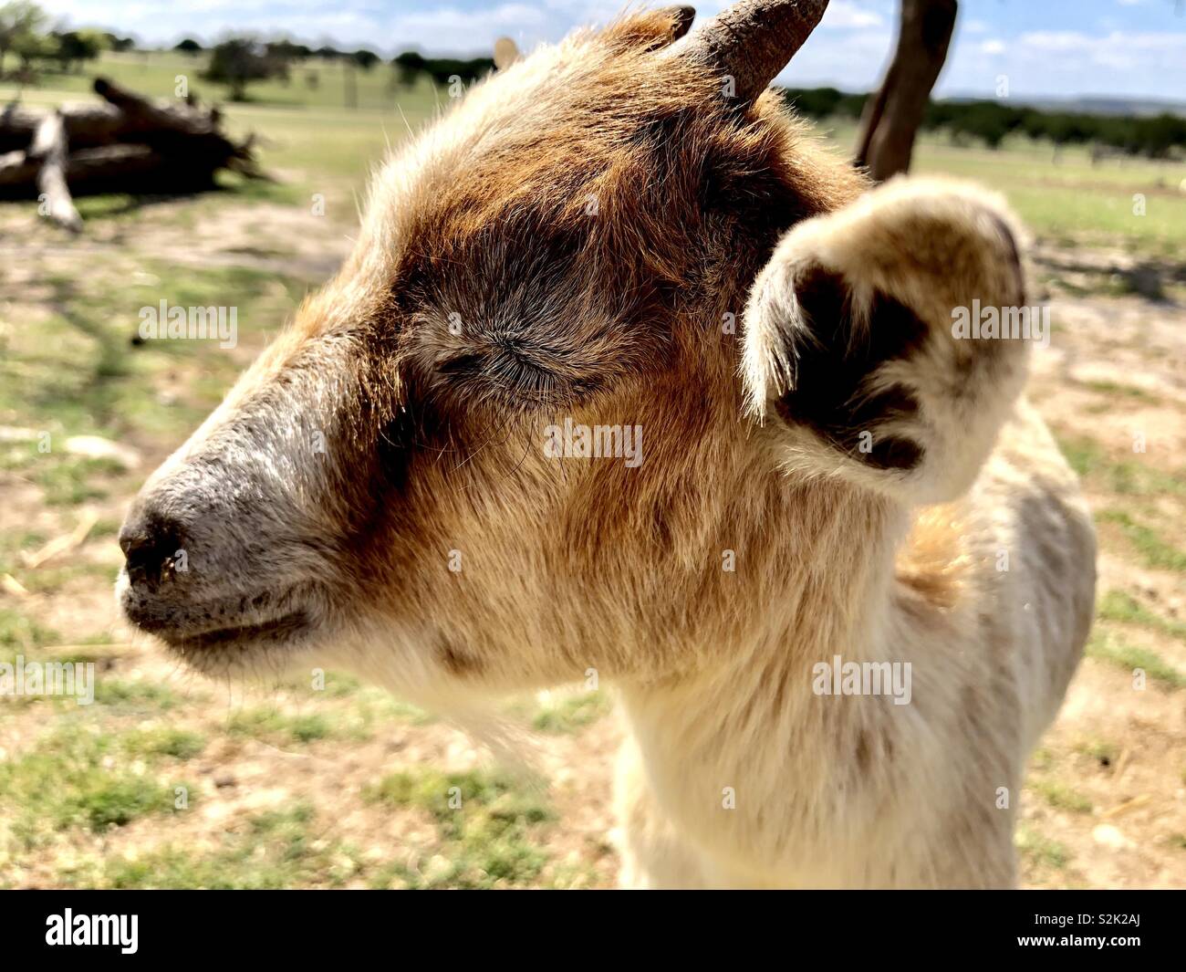 Baby Ziege in einem Streichelzoo - Smartphone-aufgenommenes Stockfoto