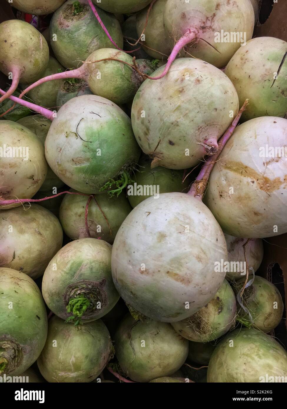 Full Frame von frischen Reifen weißen Rettich und Radieschen in einem Fach auf der Anzeige und zum Verkauf an die lokale Anbieter produzieren geladen. Stockfoto
