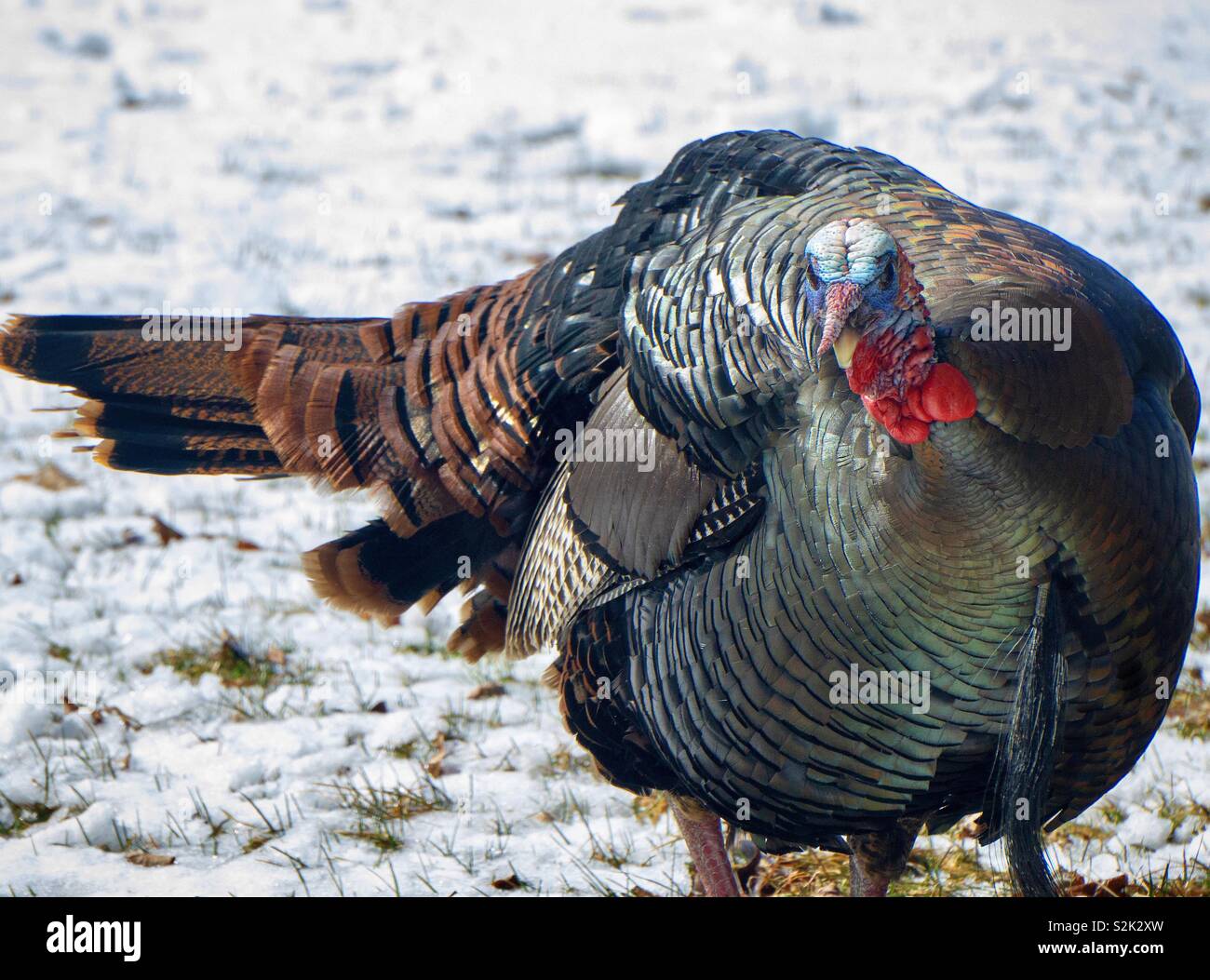 Männliche Türkei, Wayne County, Pennsylvania Stockfoto