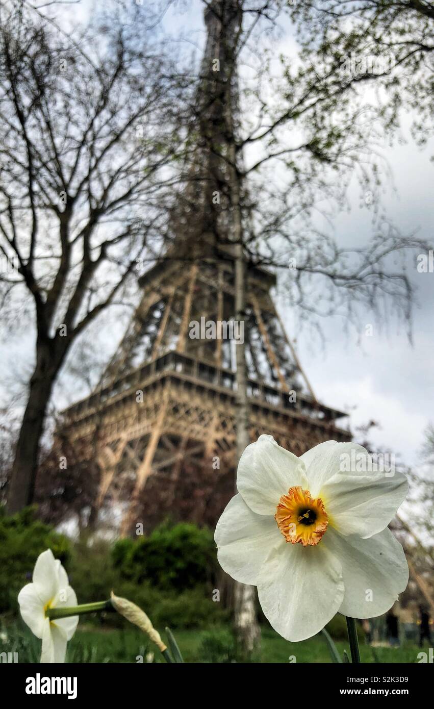 Narzisse Blume blühen vor dem Eiffelturm in Paris. Stockfoto