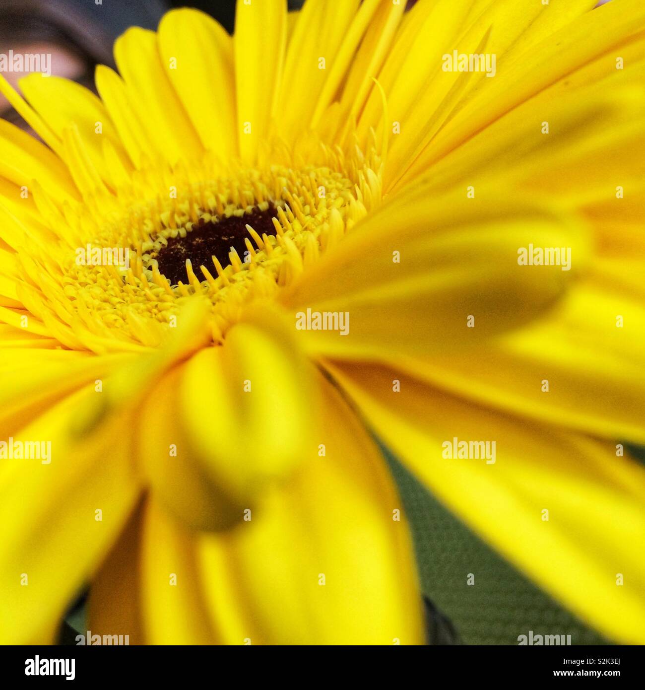 Gerbera Blume Stockfoto