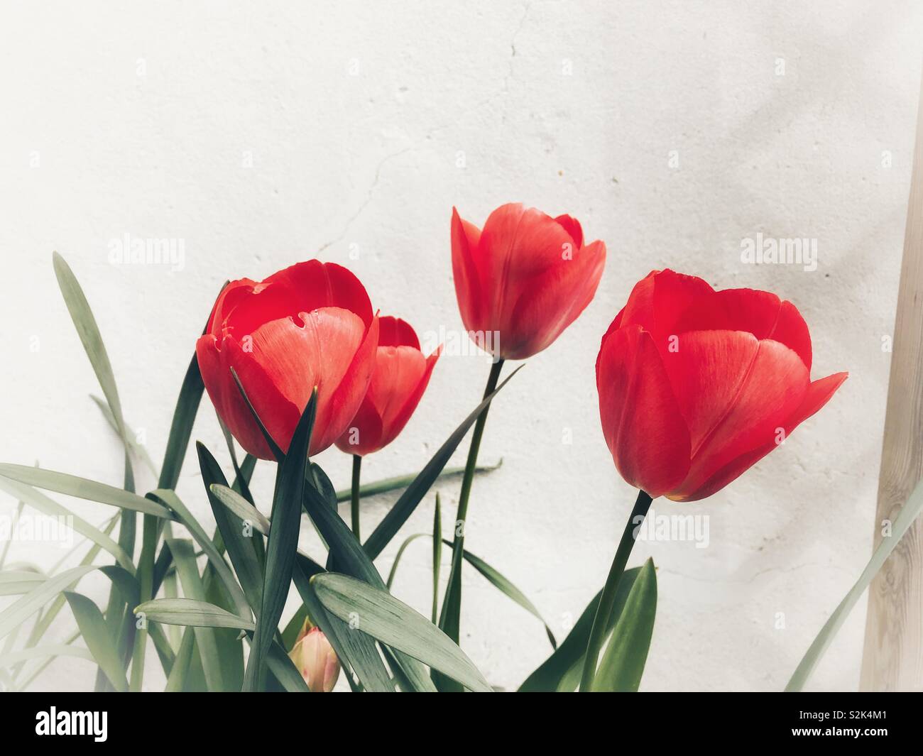 Rote Tulpen gegen eine weiße Wand Stockfoto