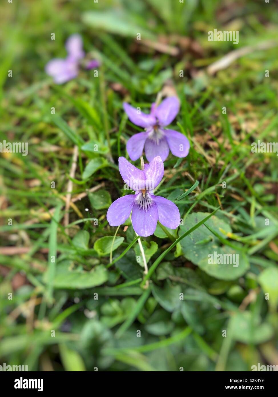 Süße Veilchen (Viola odorata) wächst in Großbritannien, Ende März. Stockfoto