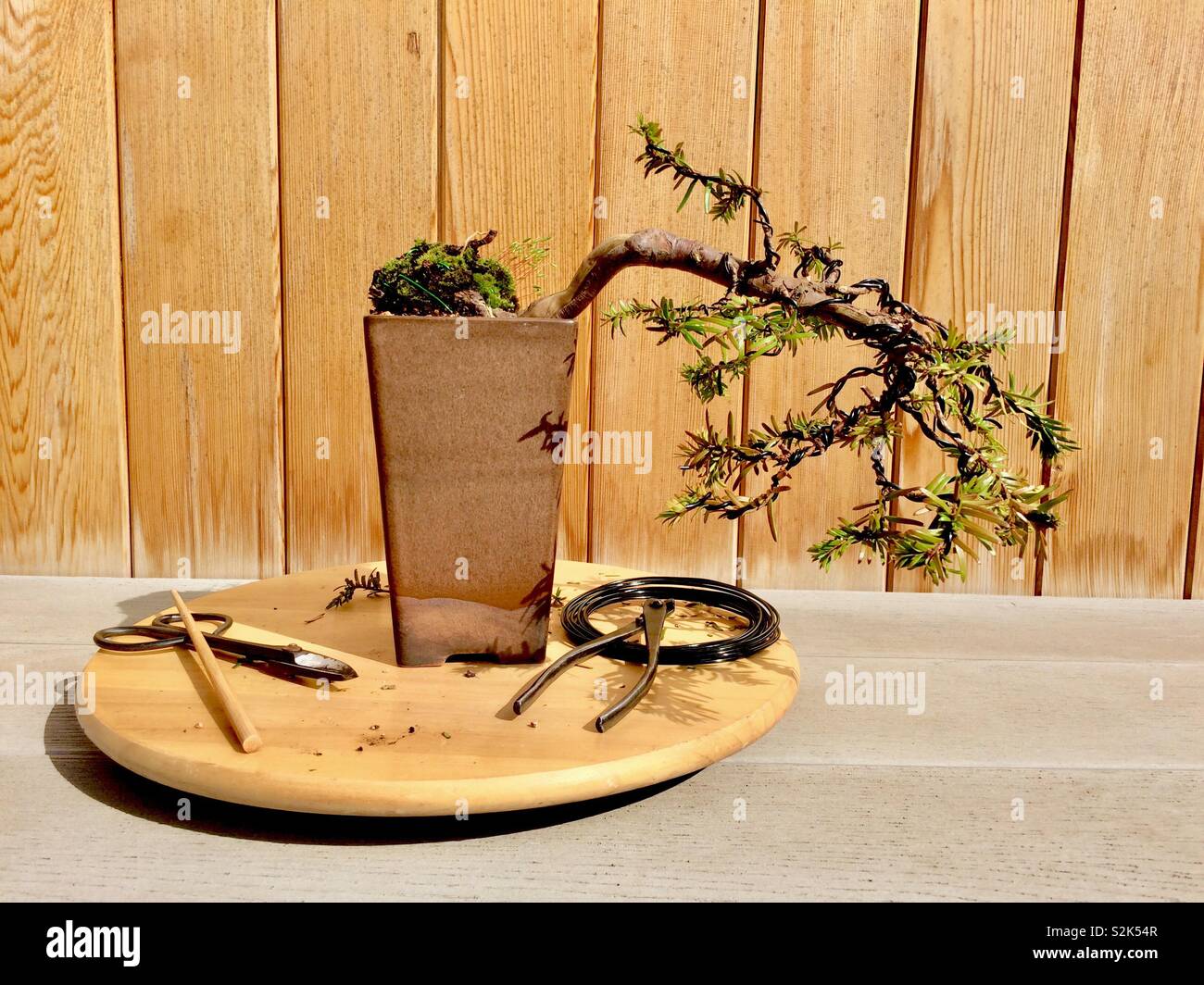 Eiben Bonsai semi-Kaskade auf Drehsockel mit Tools Stockfotografie - Alamy