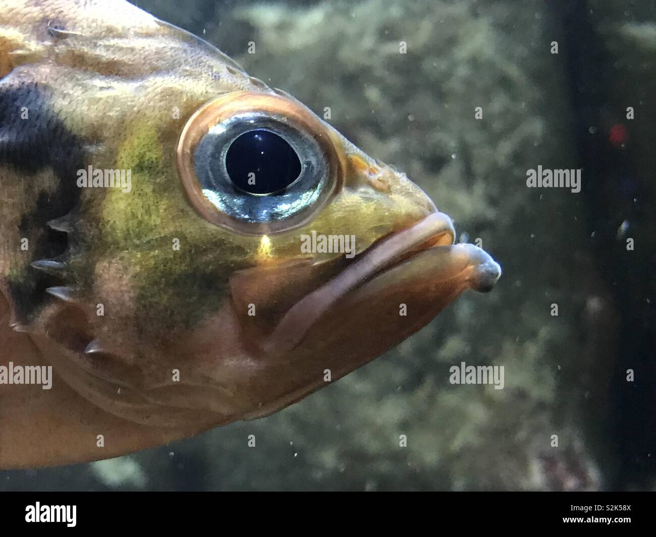Fish Eye bis nahe an der New England Aquarium in Boston. Stockfoto