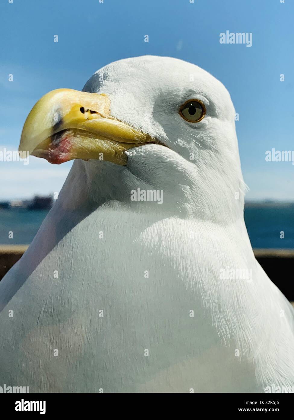 Nahaufnahme von einer Möwe. Boston, Massachusetts, USA. Stockfoto