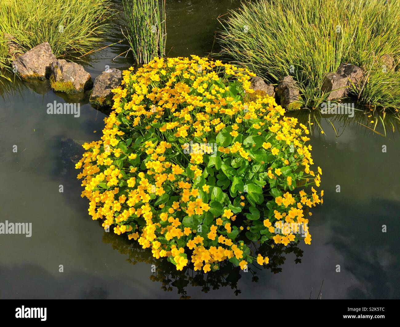 Sumpfdotterblume oder Kingcup ((Caltha palustris) wächst in einem kleinen Teich, Großbritannien, Ende März. Stockfoto