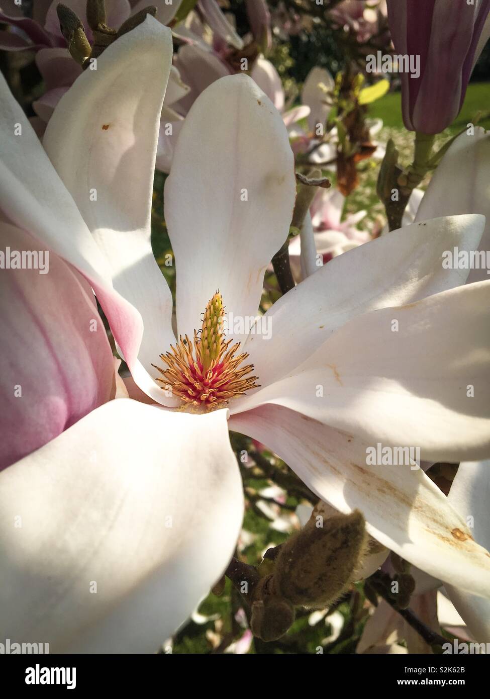 Nahaufnahme eines offenen Magnolienblüte - Smartphone-aufgenommenes Stockfoto
