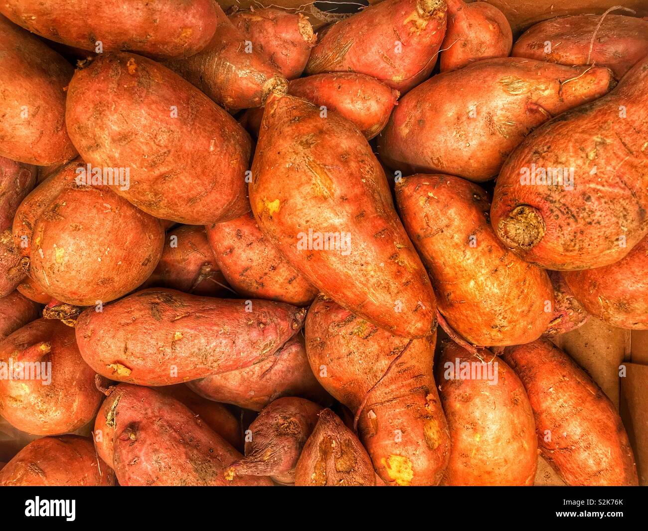 Full Frame der frische reife süsse Kartoffeln auf dem Display und zum Verkauf an die lokale Anbieter produzieren. Stockfoto