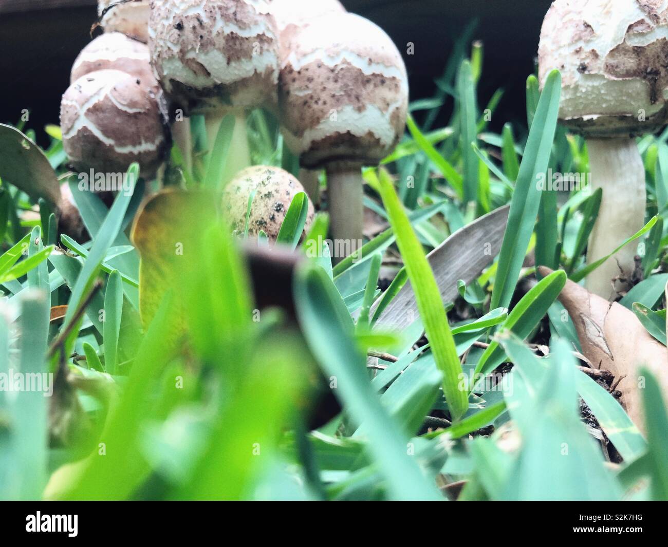 Pilze im Garten nach dem Regen. Stockfoto