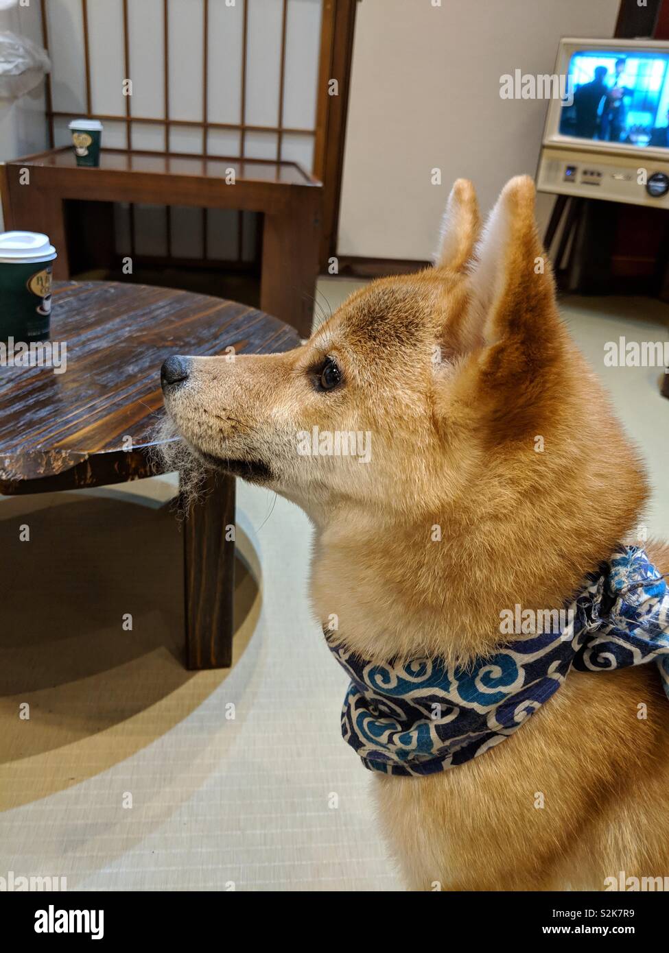Shiba Inu Hund cafe in Harajuku, Tokio, Japan Stockfoto