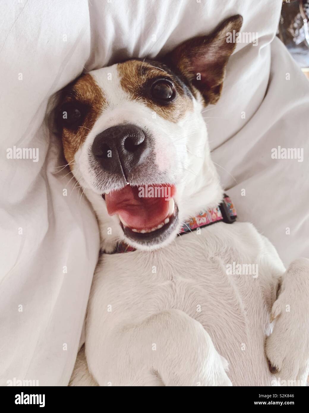 Hund, Gähnen Stockfoto