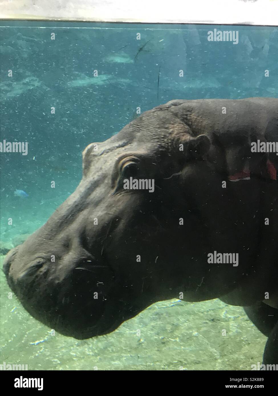 Unterwasser hippopotamus schwimmt Stockfoto