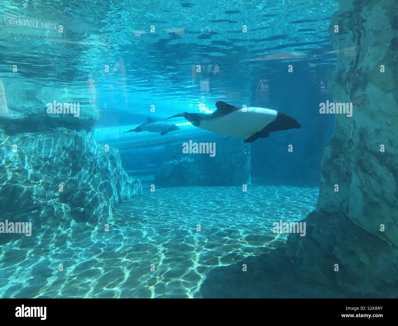 Unterwasser Blick auf ungewöhnliche Delphine schwimmen im Pool Stockfoto