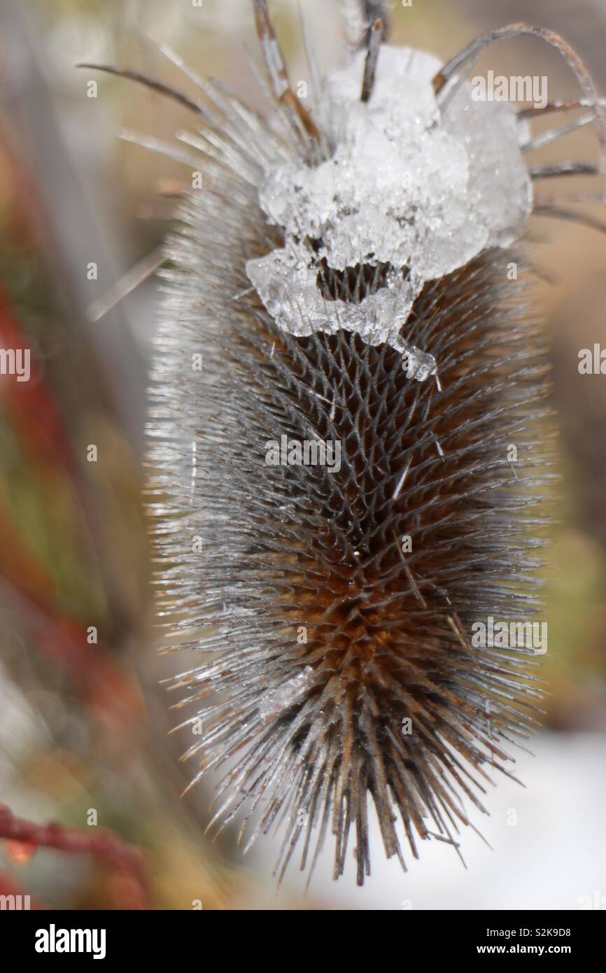 Seed Pod, Winter, Eis, kalt, Kanada Stockfoto