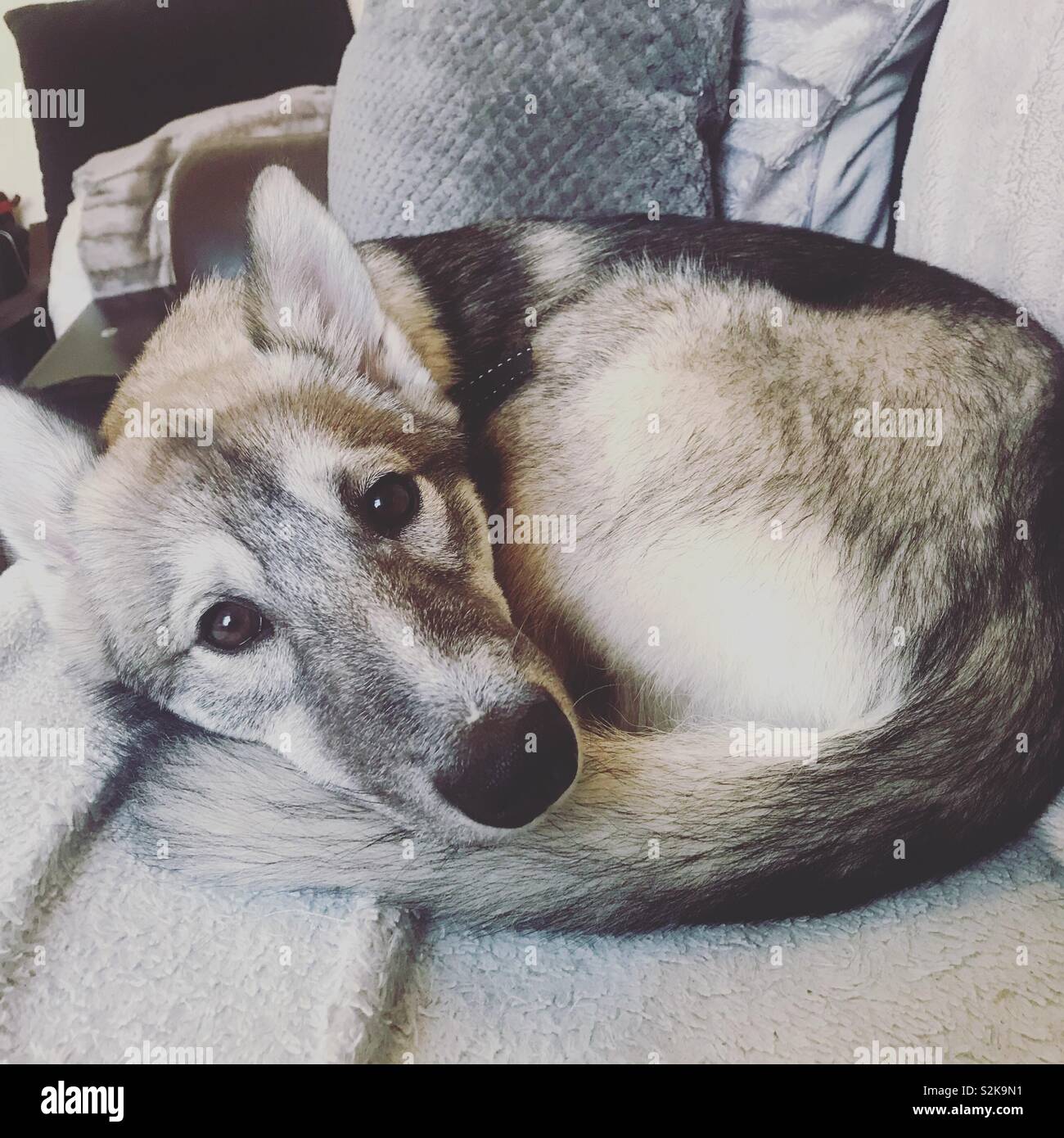 Siberian Husky auf dem Sofa kuschelt Stockfoto
